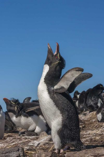 Bleaker Island Rockhopper penguin calling